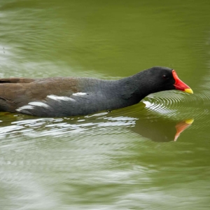 Redwell   June   2016 (123 Of 659).jpg